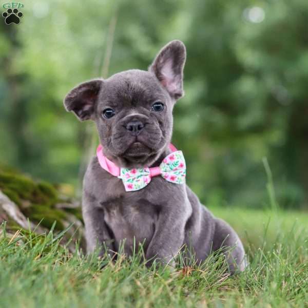 Berry, French Bulldog Puppy